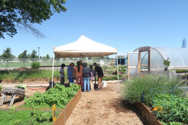 GrowNYC Teaching Garden, GrowNYC garden, GrowNYC urban farm, Governors Island Teaching Garden, Teaching Garden New York City, NYC urban farming, NYC community garden, Governors Island urban farm, Governors Island community garden, field trip urban farm niece, Earth Matter compost, organic garden NYC, aquaponics NYC, solar powered aquaponics