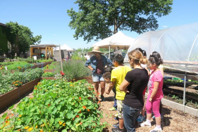 GrowNYC Teaching Garden, GrowNYC garden, GrowNYC urban farm, Governors Island Teaching Garden, Teaching Garden New York City, NYC urban farming, NYC community garden, Governors Island urban farm, Governors Island community garden, field trip urban farm niece, Earth Matter compost, organic garden NYC, aquaponics NYC, solar powered aquaponics