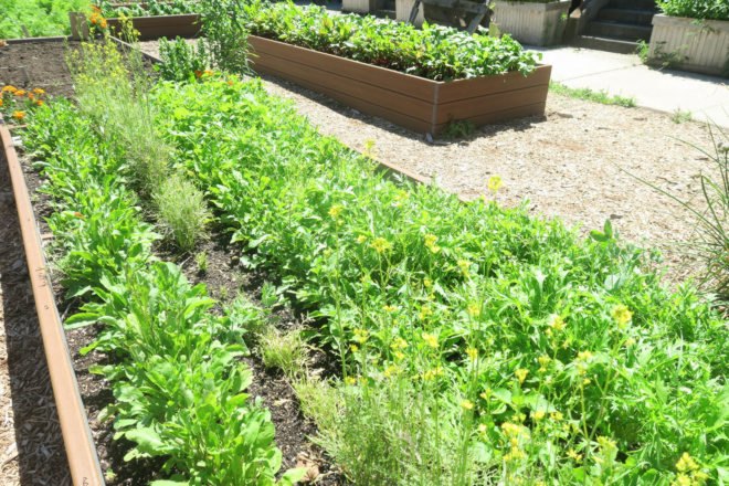 GrowNYC Teaching Garden, GrowNYC garden, GrowNYC urban farm, Governors Island Teaching Garden, Teaching Garden New York City, NYC urban farming, NYC community garden, Governors Island urban farm, Governors Island community garden, field trip urban farm niece, Earth Matter compost, organic garden NYC, aquaponics NYC, solar powered aquaponics