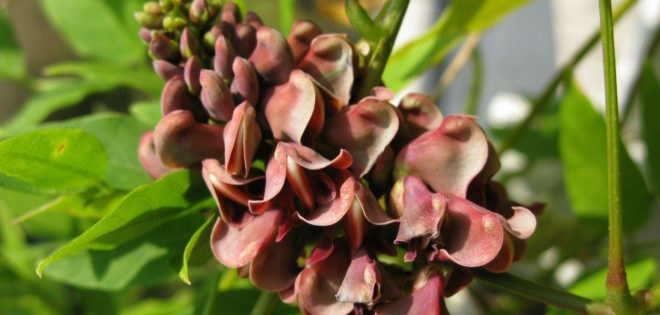 groundnut, groundnuts, Apios americana
