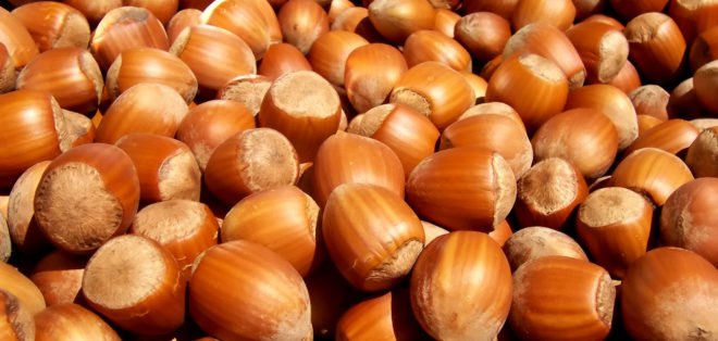 hazelnut, hazelnuts, filbert, filberts