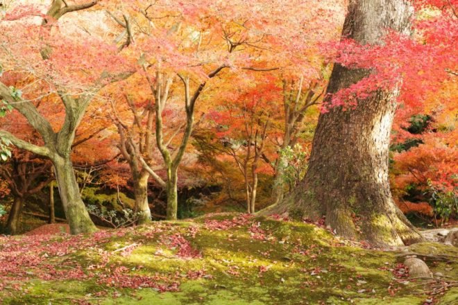 Japan, Japan fall, Japan autumn