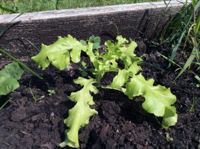 lettuce, lettuce dye, dyeing with lettuce