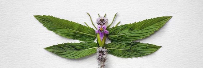 Natura Insects by Raku Inoue, flower arrangement by Raku Inoue, Reikan apparel, challengeofthe9, insects made of flower petals, flower petal sculptures,
