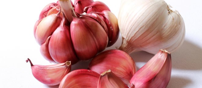garlic, garlic bulbs, pink garlic, purple garlic
