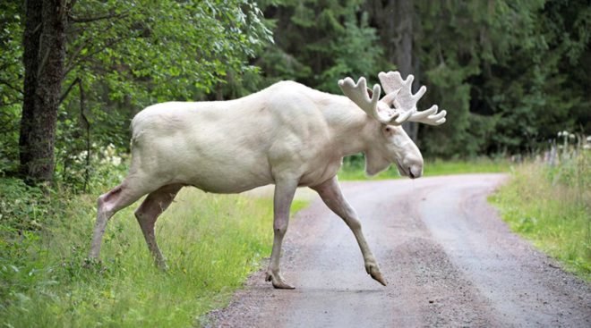 rare, albino, white moose, genetic mutation, Sweden, endangered, animals, wildlife,