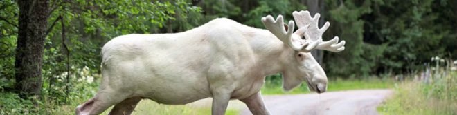 rare, albino, white moose, genetic mutation, Sweden, endangered, animals, wildlife,