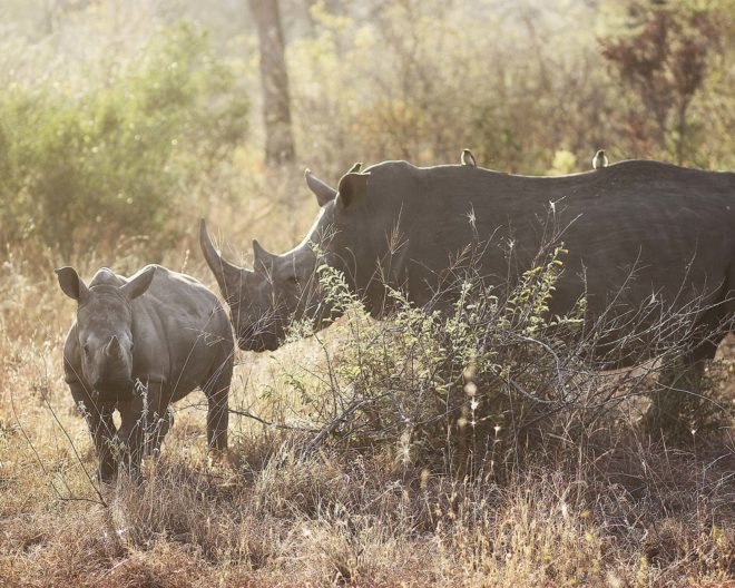 Rhino Horn Auction, John Hume, rhino, rhinos, rhino horn, rhino horns, South Africa, auction, online auction, animal, animals, sustainable utilization, conservation, poaching