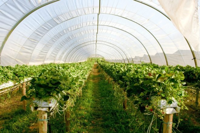 South Korea, Egypt, $10 billion, integrated agriculture city, hydroponic, greenhouses, desalination, solar power, eco-friendly, sustainable living, Urban Farming,