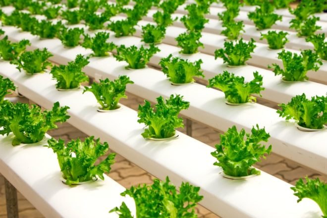 South Korea, Egypt, $10 billion, integrated agriculture city, hydroponic, greenhouses, desalination, solar power, eco-friendly, sustainable living, Urban Farming,