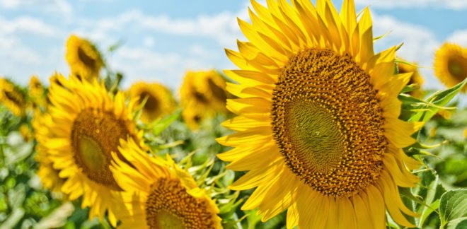 sunflower, sunflowers, sunflower seeds
