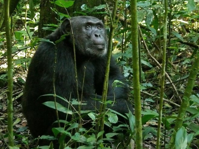 Kibale National Park, Uganda, Africa, animal, animals, chimpanzee, chimpanzees, baboon, baboons, ape, apes, conservation, pesticide, pesticides, environment