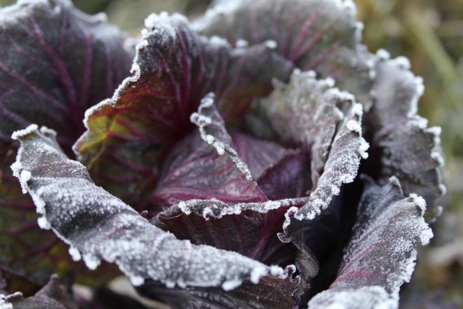 cabbage, cabbage dye, purple cabbage dye, dyeing with cabbage