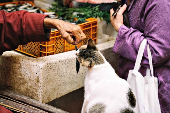 cats, dogs, household pets, environmental degradation, CO2 emissions, climate change, UCLA, Gregory Okin, meat consumption,