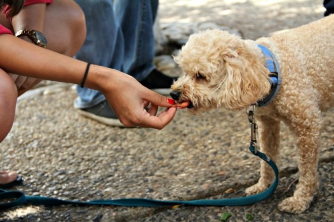 cats, dogs, household pets, environmental degradation, CO2 emissions, climate change, UCLA, Gregory Okin, meat consumption,