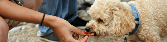 cats, dogs, household pets, environmental degradation, CO2 emissions, climate change, UCLA, Gregory Okin, meat consumption,