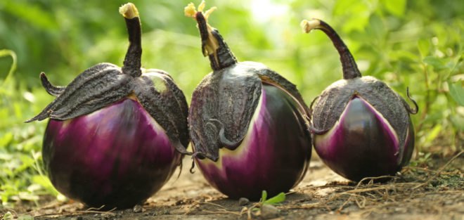 eggplants, stock photo, gardening, growing food