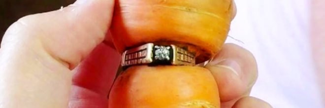 carrot, carrots, vegetables, botany, oddity, conjoined carrots, carrot ring, lost ring carrot, botanical oddity, strange news, funny, humorous, Canada, soil, carrot wedding ring