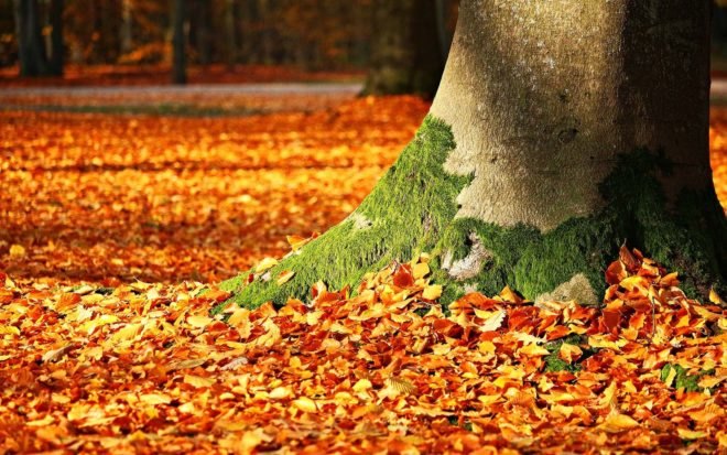 autumn, fall, fall foliage, features, autumn feature, autumn travel, fall travel, Burlington Vermont, Montreal Quebec, Montreal, Great Smoky Mountains, Huangshan Mountain, Michigan, Scotland, Prague, Japan, Fujigoko,