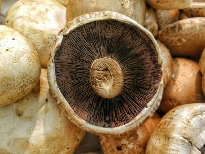 mushrooms, Syria, meat replacements, meat substitutes, meat alternatives