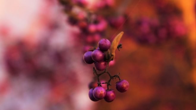 pink berries, nature, dyeing, natural dye