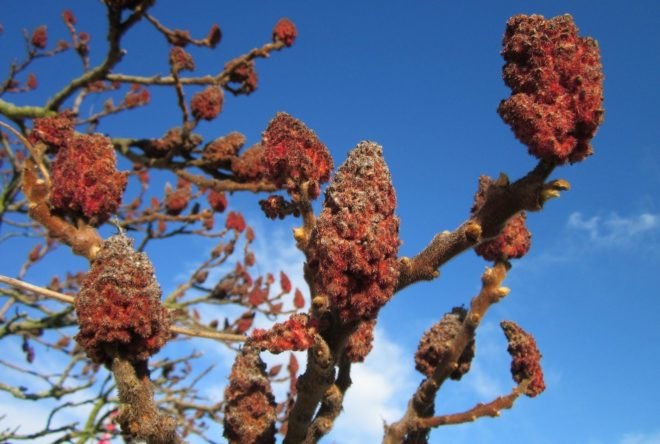 sumac, staghorn sumac, dyeing with sumac, red dye, natural red dye