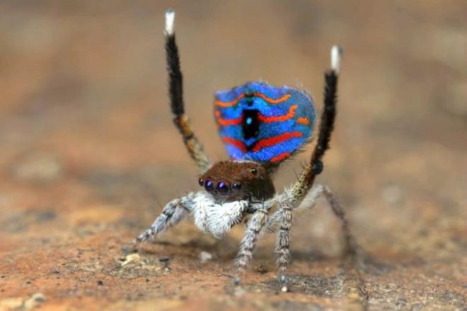 Australia, Dr. Jurgen Otto, David Hill, peacock spider, scientific discovery, nature, environment, wildlife,