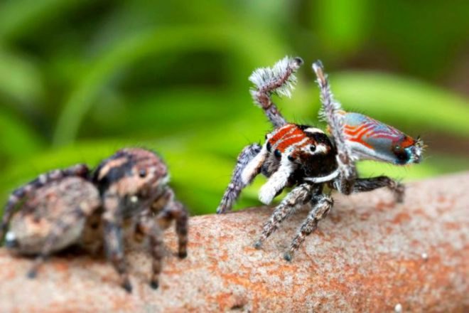 Australia, Dr. Jurgen Otto, David Hill, peacock spider, scientific discovery, nature, environment, wildlife,
