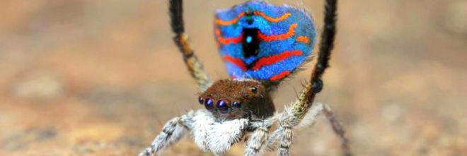 Australia, Dr. Jurgen Otto, David Hill, peacock spider, scientific discovery, nature, environment, wildlife,