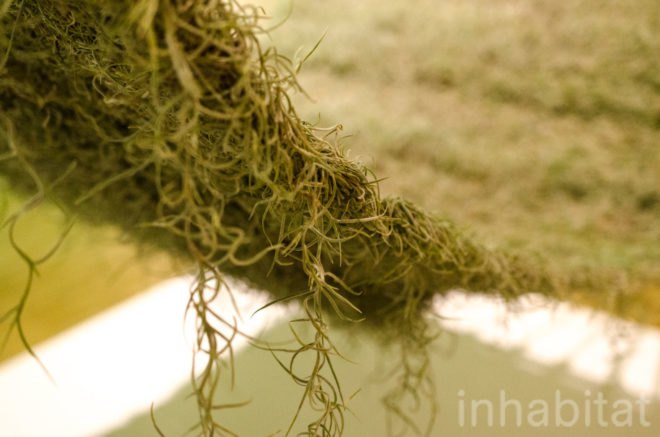 Naturalise, Ainhoa Garmendia, hammock, living furniture, soil-less plants, Spanish Moss, Tillandsia Usneoides, eco-fabric