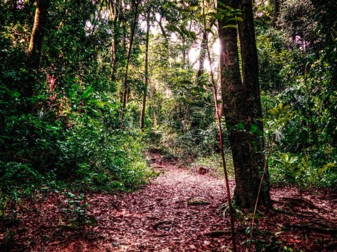 Brazil, Amazon, Amazon forest, Amazon forests, national reserve, Renca, National Reserve of Copper and Associates, Michel Temer, forest, forests, tree, trees, environment, mining