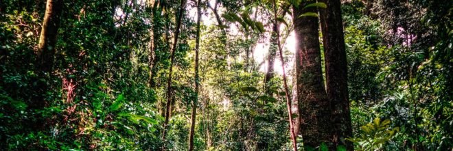 Brazil, Amazon, Amazon forest, Amazon forests, national reserve, Renca, National Reserve of Copper and Associates, Michel Temer, forest, forests, tree, trees, environment, mining