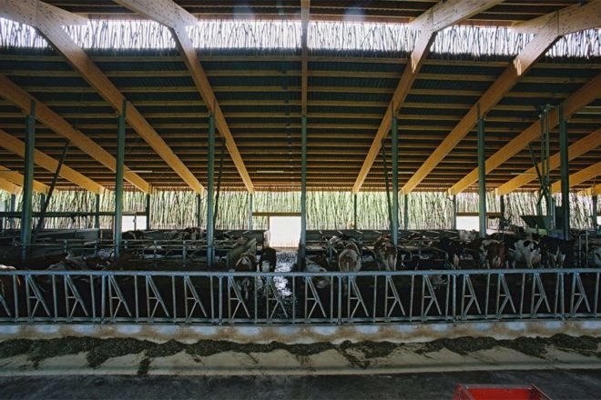 Forschungs + Architekturbüro AG, cow barn, barn design, barn renovation, stick structures, natural building materials, green building materials, sustainable building materials, cow bard design, green roof, grass-topped roof, green design, agriculture, basel barn, swiss architecture