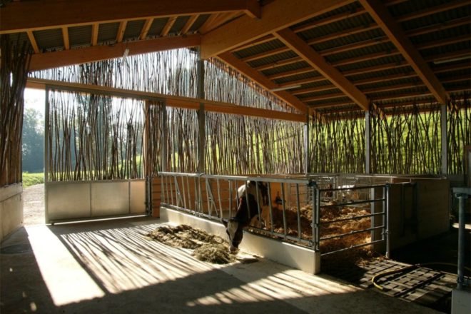 Forschungs + Architekturbüro AG, cow barn, barn design, barn renovation, stick structures, natural building materials, green building materials, sustainable building materials, cow bard design, green roof, grass-topped roof, green design, agriculture, basel barn, swiss architecture