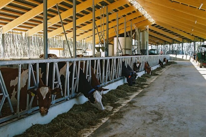 Forschungs + Architekturbüro AG, cow barn, barn design, barn renovation, stick structures, natural building materials, green building materials, sustainable building materials, cow bard design, green roof, grass-topped roof, green design, agriculture, basel barn, swiss architecture