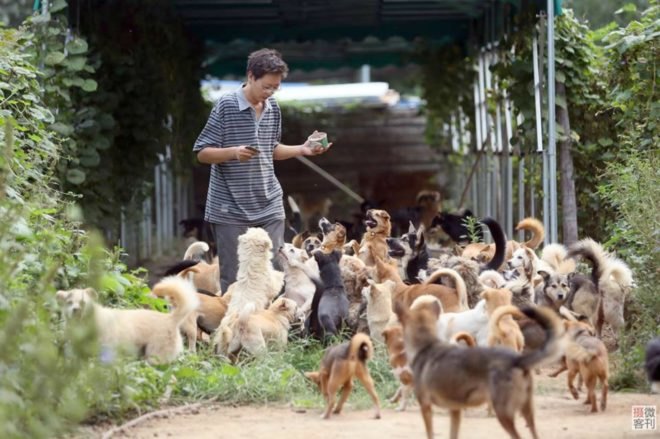 Charity, China, stray animals, homeless pets, Zhou Yusong, Guardian of Dogs,