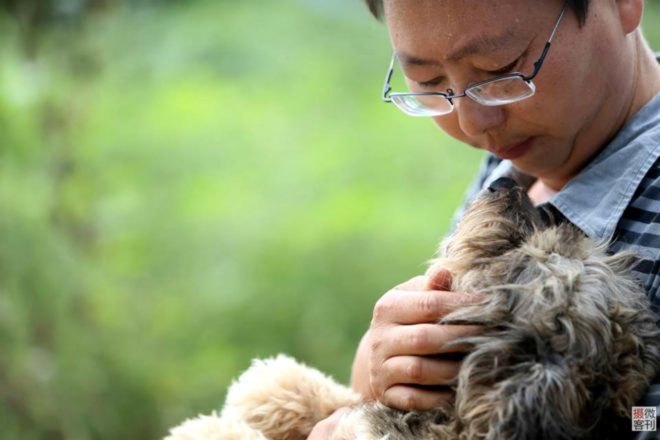 Charity, China, stray animals, homeless pets, Zhou Yusong, Guardian of Dogs,