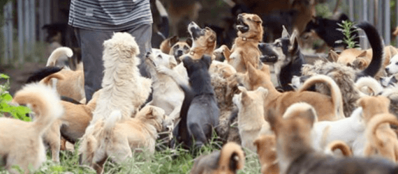 Charity, China, stray animals, homeless pets, Zhou Yusong, Guardian of Dogs,