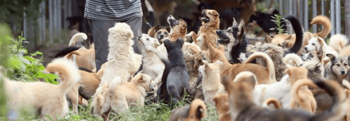 Charity, China, stray animals, homeless pets, Zhou Yusong, Guardian of Dogs,