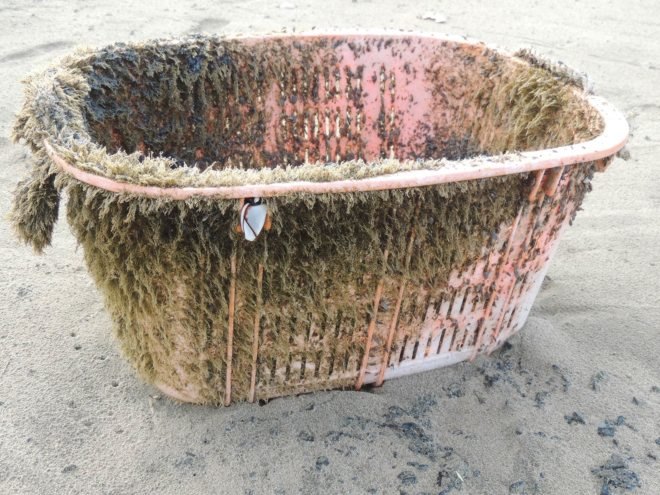 Oregon State University, Japan, Japan earthquake, Japan tsunami, natural disaster, marine, marine animal, marine animals, marine species, Japanese species, non-native species, invasive species, Pacific Ocean, Hawaii, North America, Oregon, plastic, plastic trash, plastic garbage
