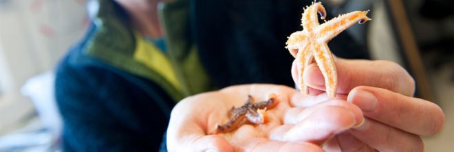 Oregon State University, Japan, Japan earthquake, Japan tsunami, natural disaster, marine, marine animal, marine animals, marine species, Japanese species, non-native species, invasive species, Pacific Ocean, Hawaii, North America, Oregon, plastic, plastic trash, plastic garbage
