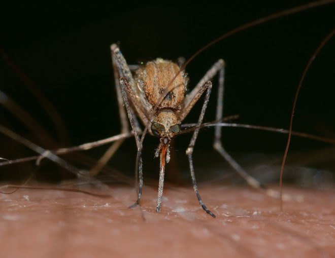Buruli ulcer, Buruli ulcers, Myobacterium ulcerans, bacteria, infection, infections, West Africa, Australia, mosquito, mosquitoes, mosquito bite, mosquito bites, insect, insects, health