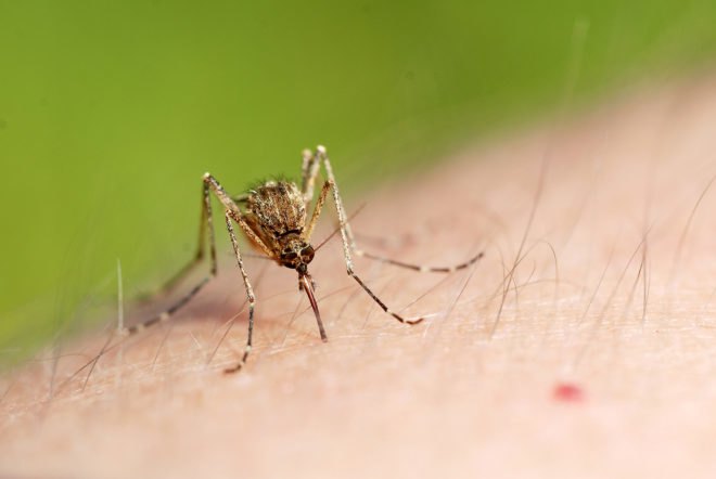 Buruli ulcer, Buruli ulcers, Myobacterium ulcerans, bacteria, infection, infections, West Africa, Australia, mosquito, mosquitoes, mosquito bite, mosquito bites, insect, insects, health