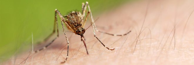 Buruli ulcer, Buruli ulcers, Myobacterium ulcerans, bacteria, infection, infections, West Africa, Australia, mosquito, mosquitoes, mosquito bite, mosquito bites, insect, insects, health