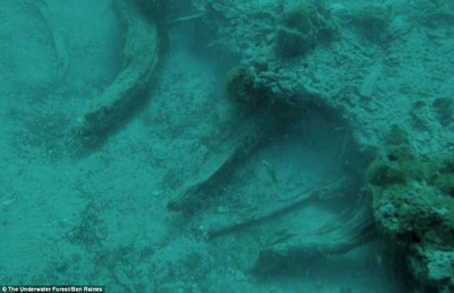 The Underwater Forest, Ben Raines, Gulf of Mexico, global warming, climate change, pollution, fossilization, science,