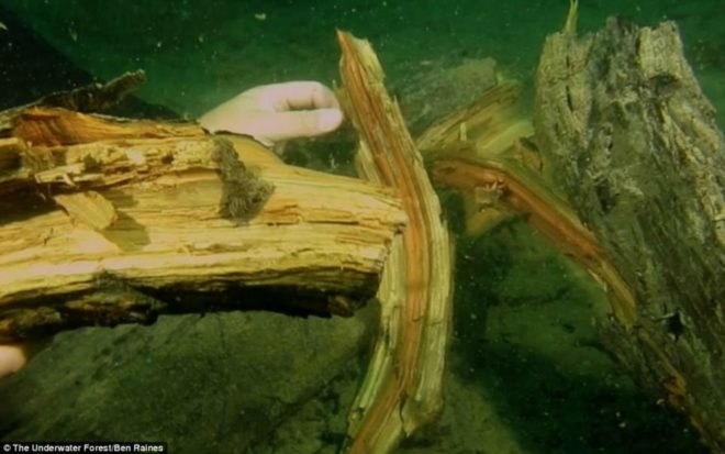 The Underwater Forest, Ben Raines, Gulf of Mexico, global warming, climate change, pollution, fossilization, science,
