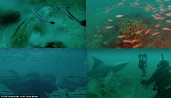 The Underwater Forest, Ben Raines, Gulf of Mexico, global warming, climate change, pollution, fossilization, science,