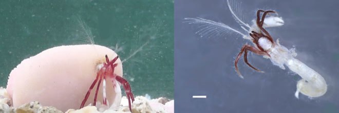 PLOS ONE, hermit crab, living coral, Japan, wildlife, ocean, discovery, symbiosis, evolution,