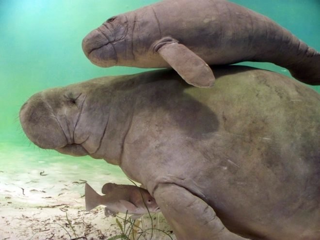 manatee, manatees, marine mammals