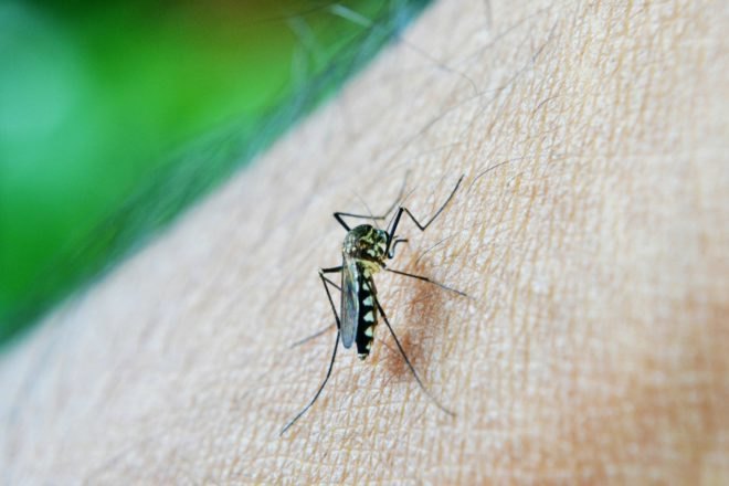 South East Asia, Thailand, Monsoon, mosquito, malaria, super malaria, parasite, health, poverty,